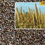 कृषि युक्तियाँ