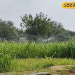 मूंगफली