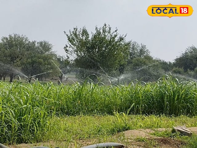 मूंगफली