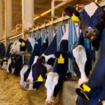 गायों को बीमार, दूध उत्पादन और कमाई से बचाने के लिए इन युक्तियों को अपनाया जाना चाहिए