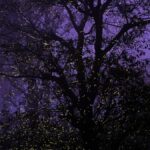 खातिजा रहमान द्वारा वर्णित, 'स्टारडस्ट' गायब होकर फायरफ्लाइज़ पर प्रकाश डालता है