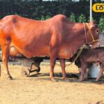 समाचार 18