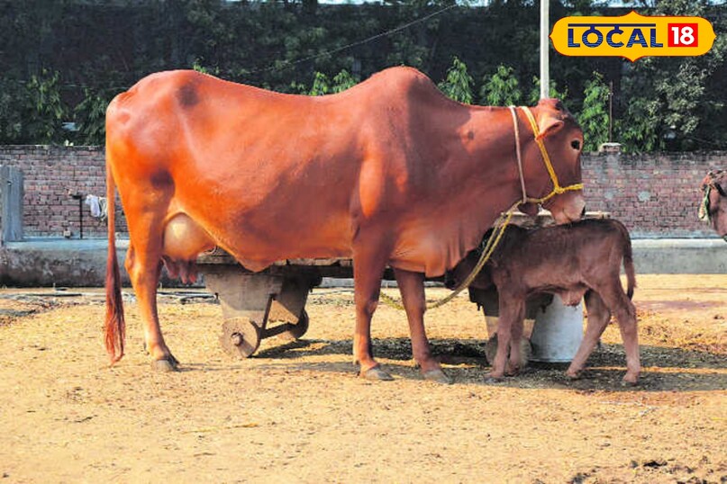 गाय की इस नस्ल का पालन करें, हर महीने बारिश नोट करें, दैनिक 15 लीटर देंगे