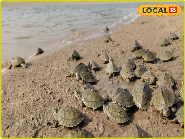 चंबल किनारे का क्या हुआ? नदी में हजारों बच्चे जारी किए गए! रहस्यमय ऑपरेशन को जानें