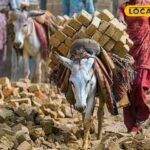 चिलचिलाती गर्मी में, लोड जानवर दोपहर में ड्यूटी को रोकते हैं, सरकार का महत्वपूर्ण निर्णय