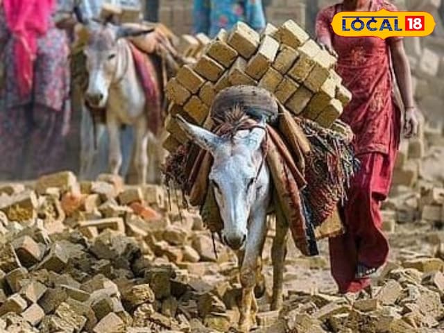 चिलचिलाती गर्मी में, लोड जानवर दोपहर में ड्यूटी को रोकते हैं, सरकार का महत्वपूर्ण निर्णय