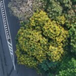 चेन्नई में खिलने वाले गर्मियों के फूलों के लिए एक गाइड