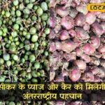 सिकर के प्याज और कैर को जीआई टैग मिलेगा