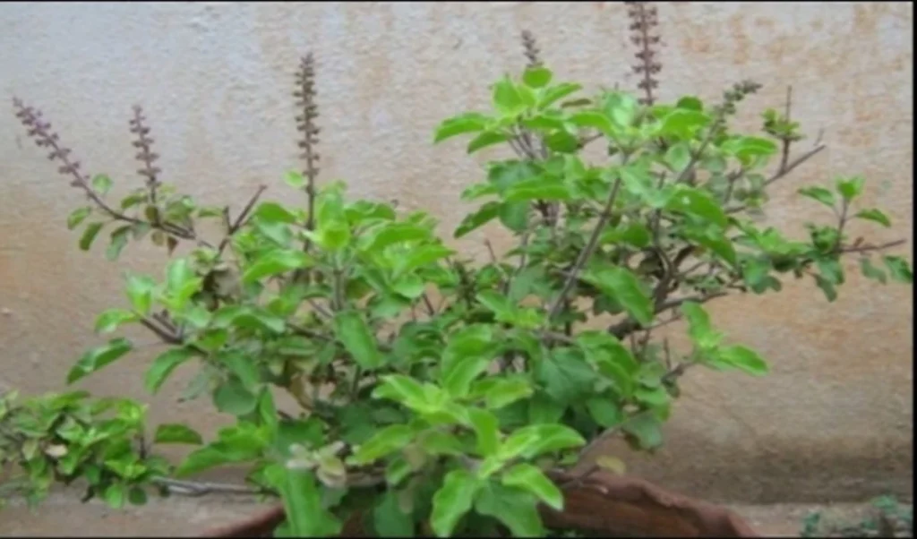 Tulsi Plant