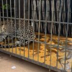 तेंदुए ने पूरे गाँव की नींद उड़ा दी, घर पर धमकी दी, ग्रामीण रात भर कांपते रहे