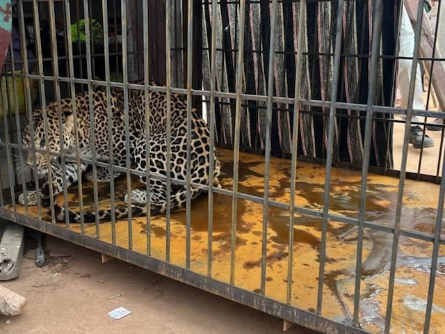 तेंदुए ने पूरे गाँव की नींद उड़ा दी, घर पर धमकी दी, ग्रामीण रात भर कांपते रहे