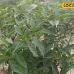 दयालपुर