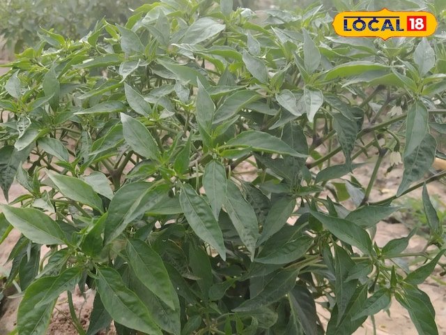 दयालपुर