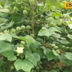 कृषि युक्तियाँ