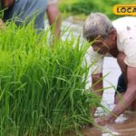 पहले मानसून की बारिश के बाद, किसानों को यह काम करना चाहिए, फसल खराब नहीं होगी