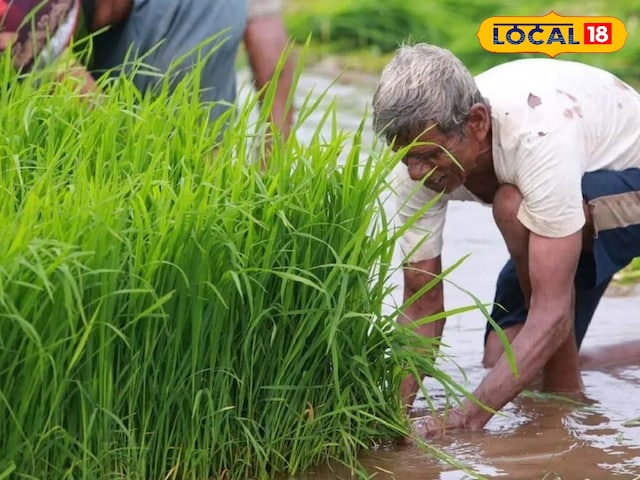 पहले मानसून की बारिश के बाद, किसानों को यह काम करना चाहिए, फसल खराब नहीं होगी