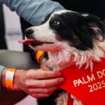 पांडा ने कान्स में 2025 पाम डॉग अवार्ड जीता-और एक लुक-अलाइक स्वीकार करता है