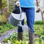 पुराने किसान पौधों में पानी डाल रहे थे, महिलाओं को यह देखने पर बहकाया गया, ऐसा प्रस्ताव दिया गया