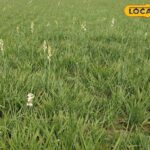 फतेहपुर