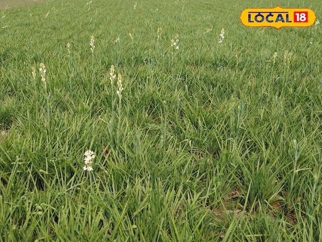 फतेहपुर