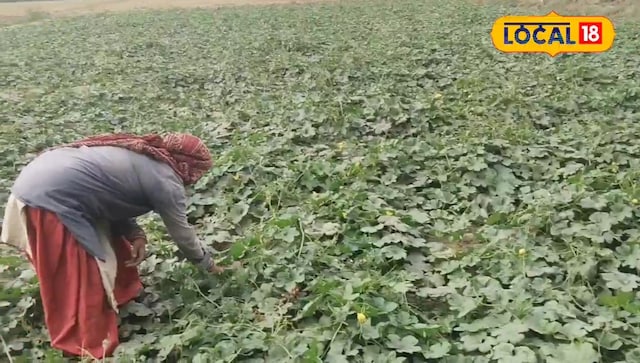 फरीदाबाद का यह किसान एक ताजा खदान है! तोरी की खेती में संघर्ष के बाद भी, चेहरे पर मुस्कुराओ, यह बड़ी बात