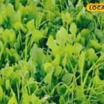 माता-पिता