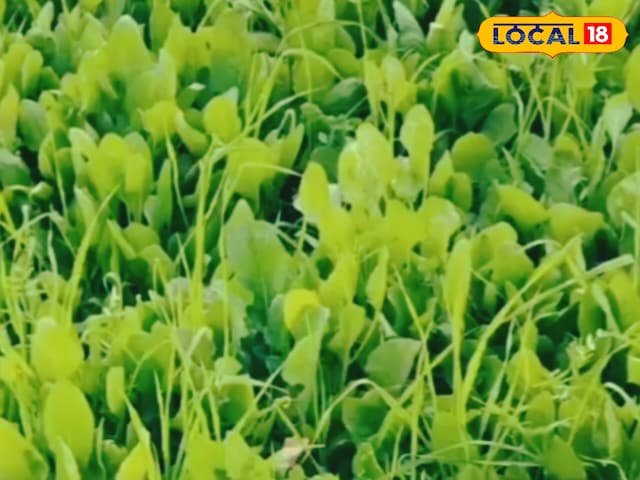 माता-पिता