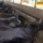 काला सोना