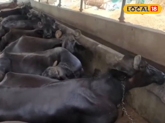 काला सोना