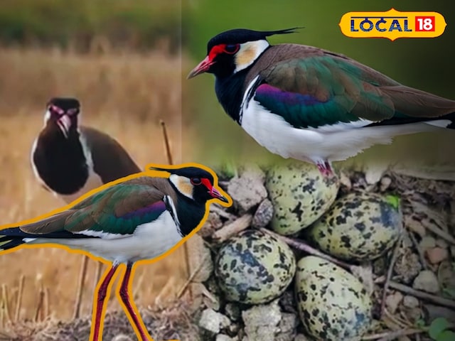 भरतपुर के लोगों ने बताया है कि अंडे को देखने के बाद कैसे बारिश होगी, आप मौसम का पूर्वानुमान भी कर सकते हैं