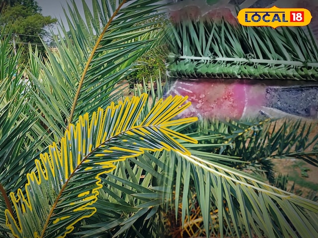 भरतपुर समाचार: स्वच्छता की पहचान देसी तिथियों की नरम पत्तियों से की जाती है।