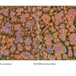 भुवाल प्रसाद का आगामी सोलो शो गैलरी न्व्या में पारंपरिक कला पर एक नया स्पिन है