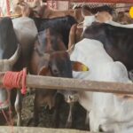 गौमुट्रा