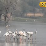 एक प्रकार की खाने की गुच्छी