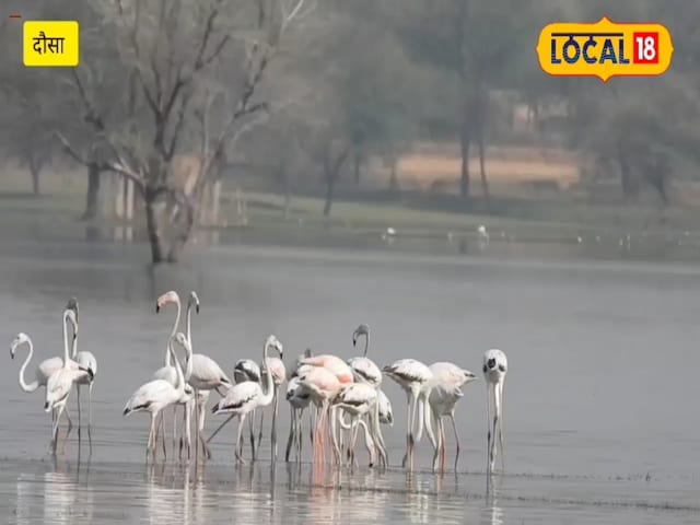 मोरेल डैम को सुना, प्रवासी पक्षियों के अंतिम बैच को होमलैंड में लौटते हुए