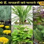 समाचार 18