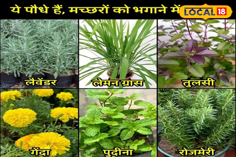 यह 6 सुगंधित पौधा गर्मियों में मच्छरों के लिए जहर है! स्वास्थ्य के लिए फायदेमंद, चारों ओर भी चारों ओर नहीं घूमेंगे
