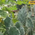 यह एक कांटेदार पौधा नहीं है, रक्त की हानि के लिए प्रभावी, आंखों की सूजन और दर्द, पता है