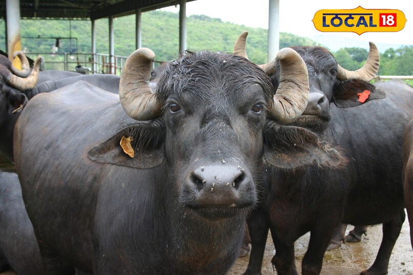 यह गर्मियों और सर्दियों है … रेगिस्तान की यह भैंस बाल्टी दूध को पूरा करती है, एक को 2000 लीटर दूध मिलेगा