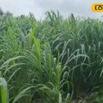 नेपियर ग्रास