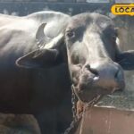 पशु पालक