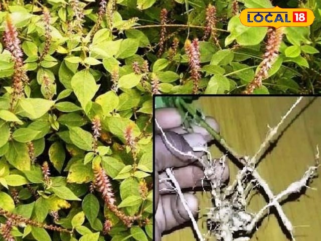 चिरचिटा