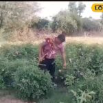 यह व्यक्ति गुलाब जल, गुलकंद, सिरप और इत्र, बम्पर कमाई करता है