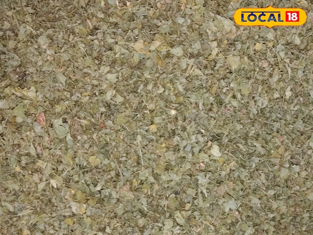 राजस्थान की खुशबू फरीदाबाद में महक रही है, यह व्यक्ति कार्बनिक कसुरी मेथी बेच रहा है