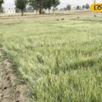 राजस्थान में प्याज कण की खेती यहां शुरू हुई, नाशिक बीजों पर निर्भरता कम हो गई