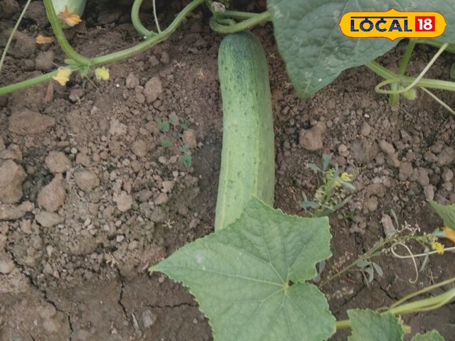 हजारों की लागत, लाखों का लाभ! फरीदाबाद के इस किसान ने 17 हजार में ककड़ी की खेती के हथियार, बम्पर उत्पादों को बनाया