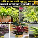 समाचार 18