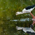 Coimbatore के स्कूल के छात्रों ने प्रकृति और वन्यजीवों पर एक फोटो प्रदर्शनी को एक साथ रखा