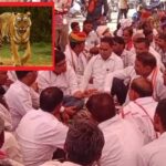 Ranthambore Tiger Reserve: Khouf ने मनुष्यों और वन विभाग की नींद भरी, किससे दोष है?