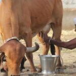 अचानक, गाय का ठाठ, दूध बेचना और उसे बेचना शुरू कर दिया!